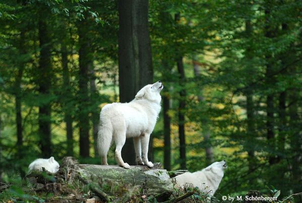 Polarwölfe beim heulen